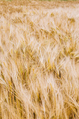 A wheat field in early summer