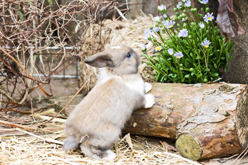 Baby Kaninchen im Aussengehege