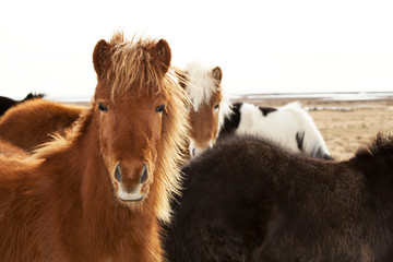 Naklejka premium Portrait of an Icelandic pony with a brown mane