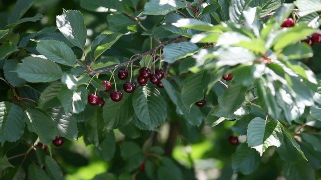 Ripe cherries are ready for picking rocking in the wind