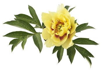 Branch and yellow flower peony tree