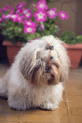 Cute shi tzu puppy dog lying on a garden