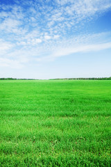 Fototapeta premium Green grass field and blue sky