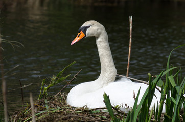 Obraz premium Hatching swan