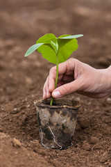 pumpkin seedling ready to planting