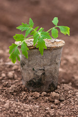 seedling of tomatoes