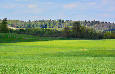 Spring landscape