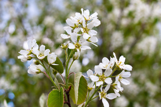 flowers of amelanchier