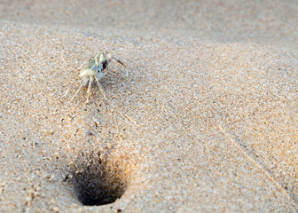 crab on beach life in sand