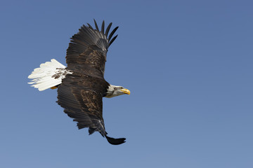 American Eagle
