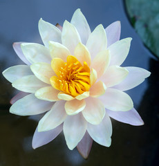 Lotus flower in pond waterlily  blossom
