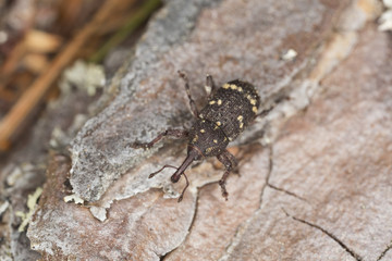 Pissodes weevil, Pissodes pini on pine