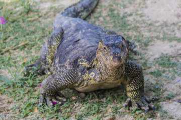 water monitor live habitat where is Racha Island.
