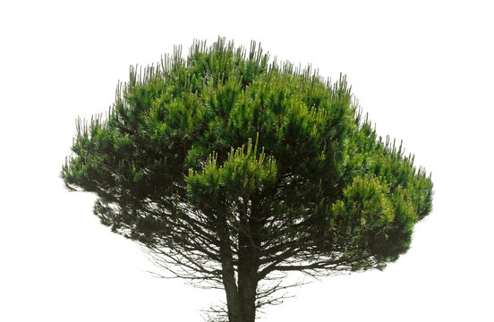 Stone pine, Pinus Pinea
