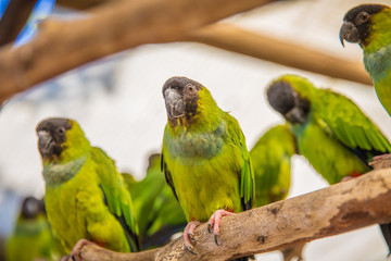 World of Birds Cape Town