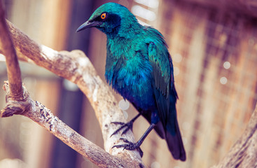 World of Birds Cape Town