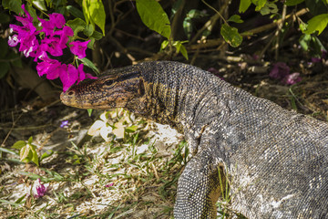 water monitor live habitat where is Racha Island.