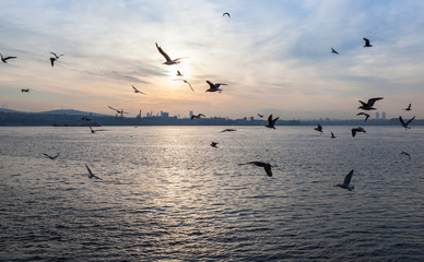 Fototapeta na wymiar sunset over the sea with seagulls , Istanbul