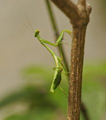 Praying Mantis
