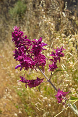 flowers of canarian sage