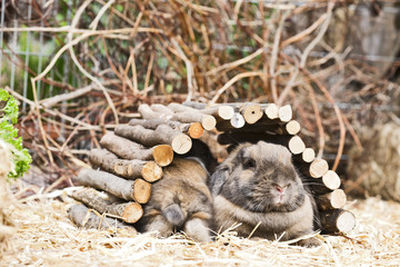 Kaninchen im Außengehege