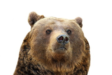 brown bear isolated portrait