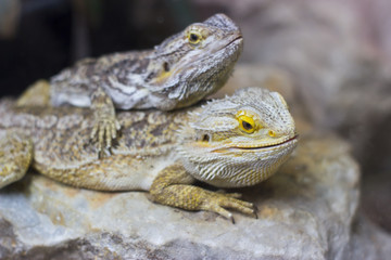 Lizards