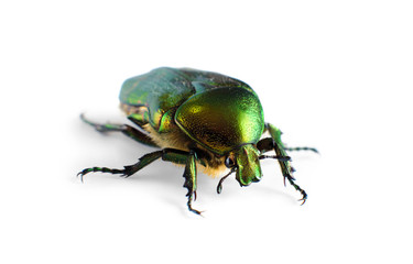 Beetle isolated on white background.