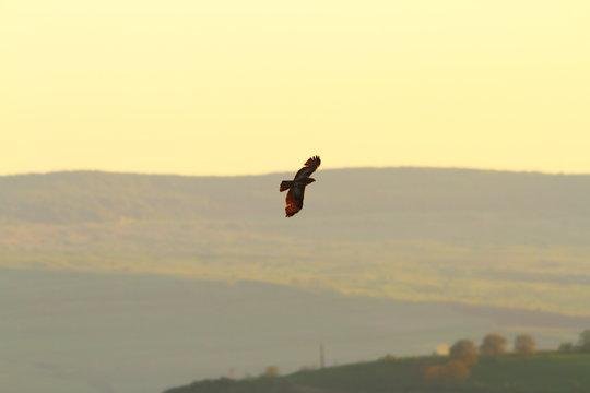 Common Buzzard Flying Over The Hills