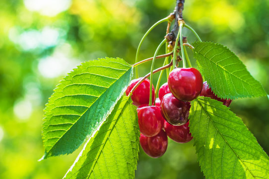 Red and sweet cherries in early summer.