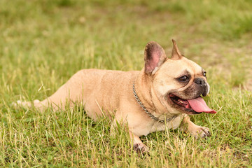 French Bulldog