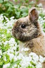 Kaninchen in einer Blumenwiese