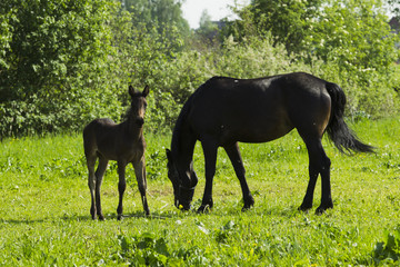 Grazing horse with a foal.