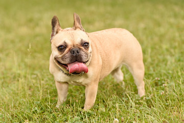 Fototapeta premium French Bulldog
