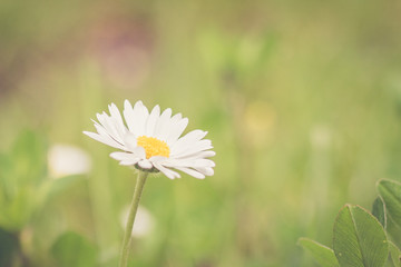 Daisy © Timo Haeusler