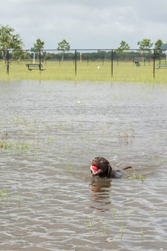 standing flood waters following heavy rains in Houston, Texas