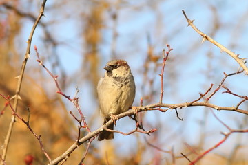 male house sparrow on twig