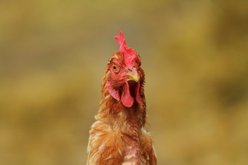 portrait of  hen