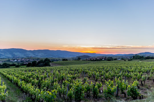 Couché de soleil sur les vignes dans le Beaujolais
