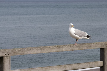 A seagull resting on a fence in front of the ocean