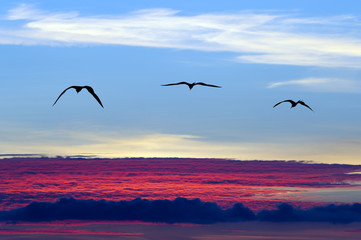 Fototapeta na wymiar Birds Flying Silhouette