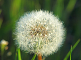 Fototapeta premium Dandelion blossom.