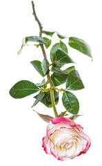 Obraz premium one pink rose flower isolated on white