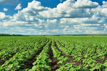 Fototapeta na wymiar vegetable field and sky summer landscape