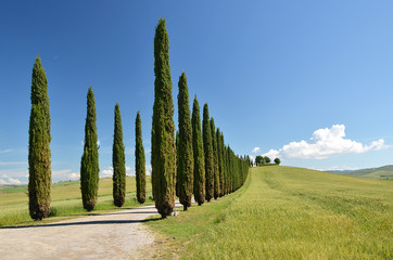 Cypress trees along rural road. Tuscany, Italy