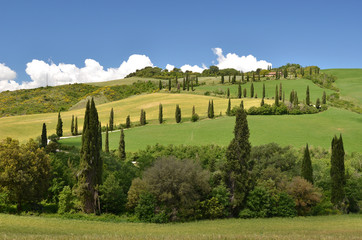 Naklejka premium Cypress trees along winding rural road. Tuscany, Italy