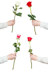 set of one rose flower in male hand isolated