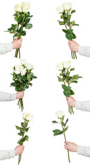 set of white rose bunches of flowers isolated