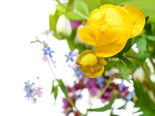Obraz na płótnie Canvas yellow trollius flowers in posy close up