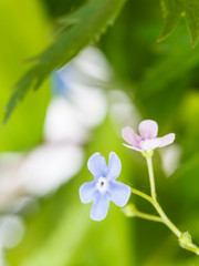 blue and pink forget-me-not flowers close up